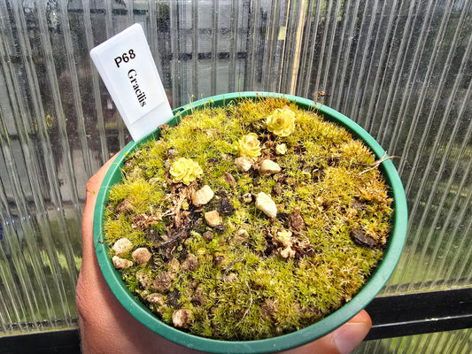 Pinguicula gracilis - Mexican Butterwort