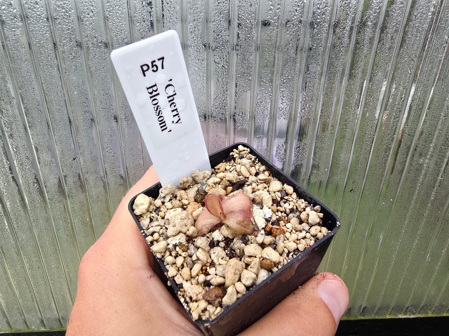 Pinguicula 'Cherry Blossom' - Mexican Butterwort