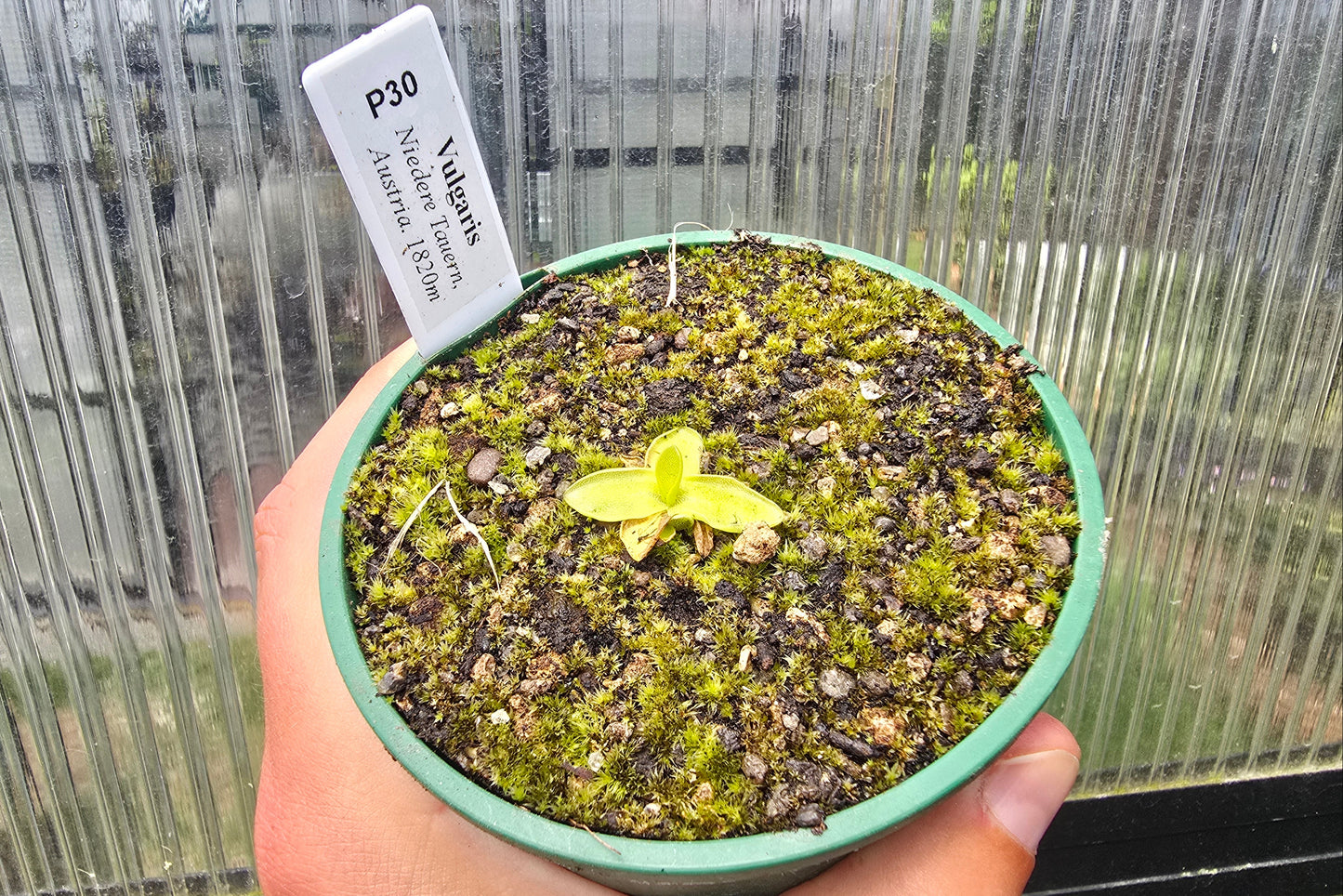 Pinguicula vulgaris (Niedere Tauern, Austria) - Cold Temperate The-Common Butterwort