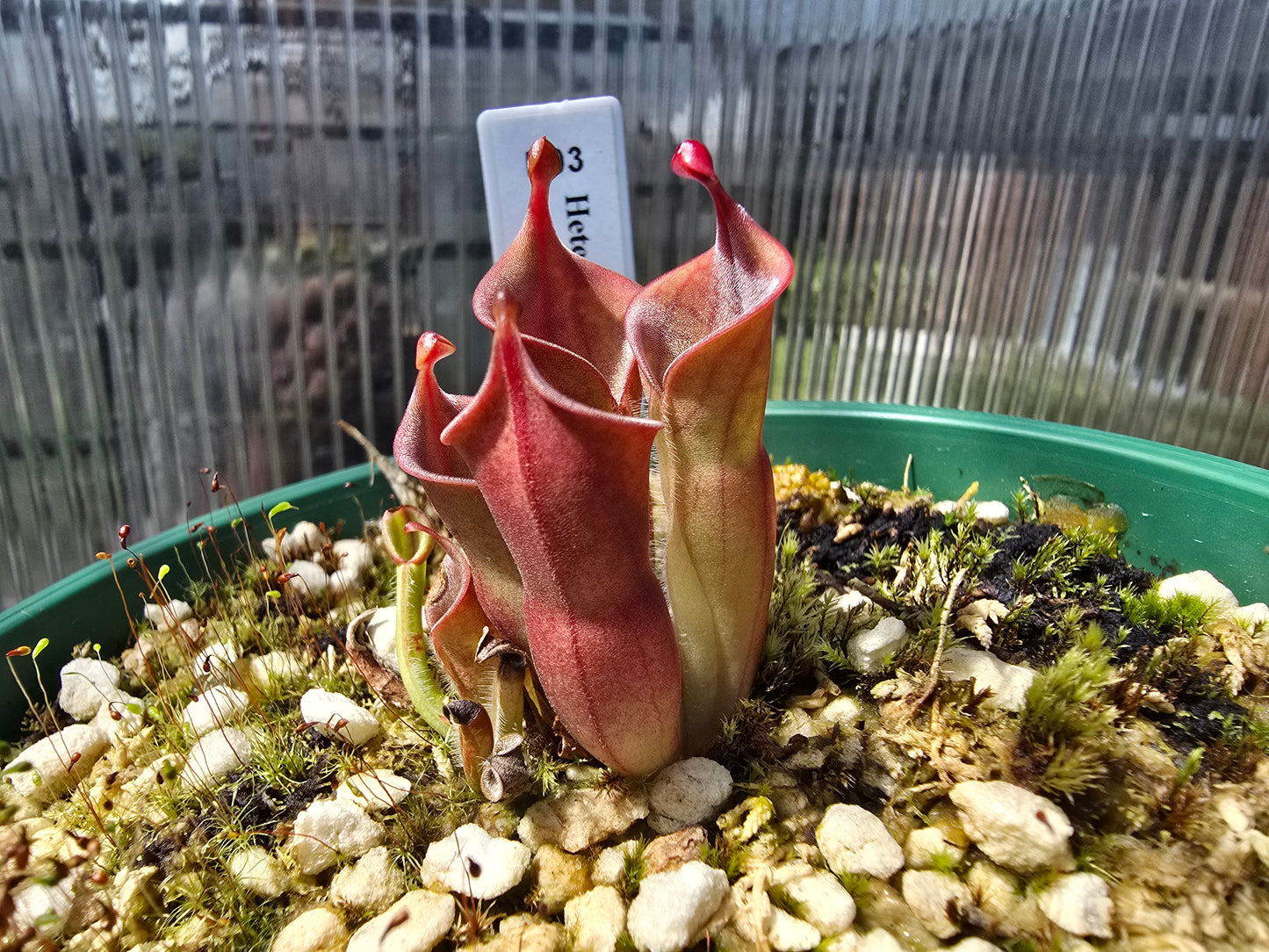 Heliamphora heterodoxa x minor - Sun Pitcher