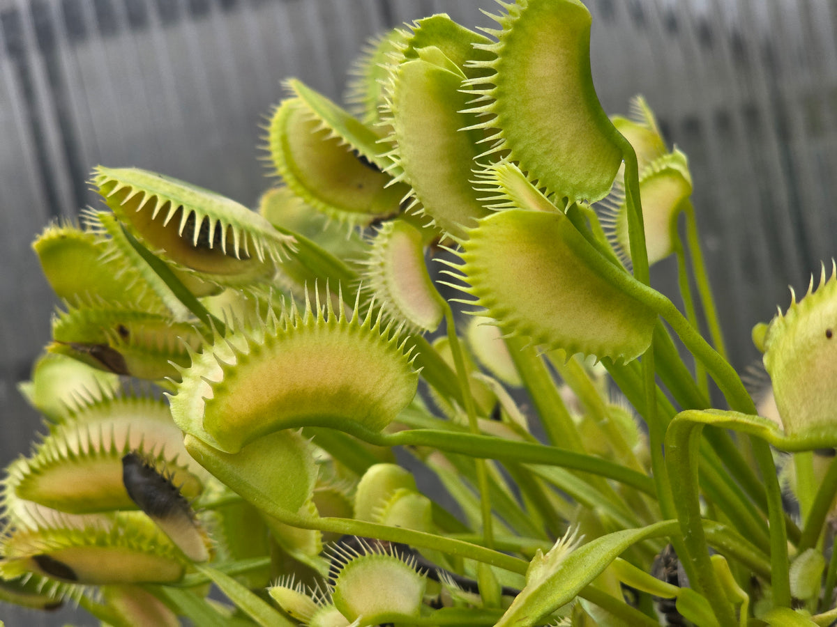 Dionaea muscipula 'Ghost' - Venus Fly Trap