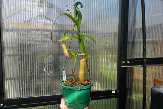 Nepenthes 'Bill Bailey' - BE-3820 - Highland Tropical Pitcher Plant