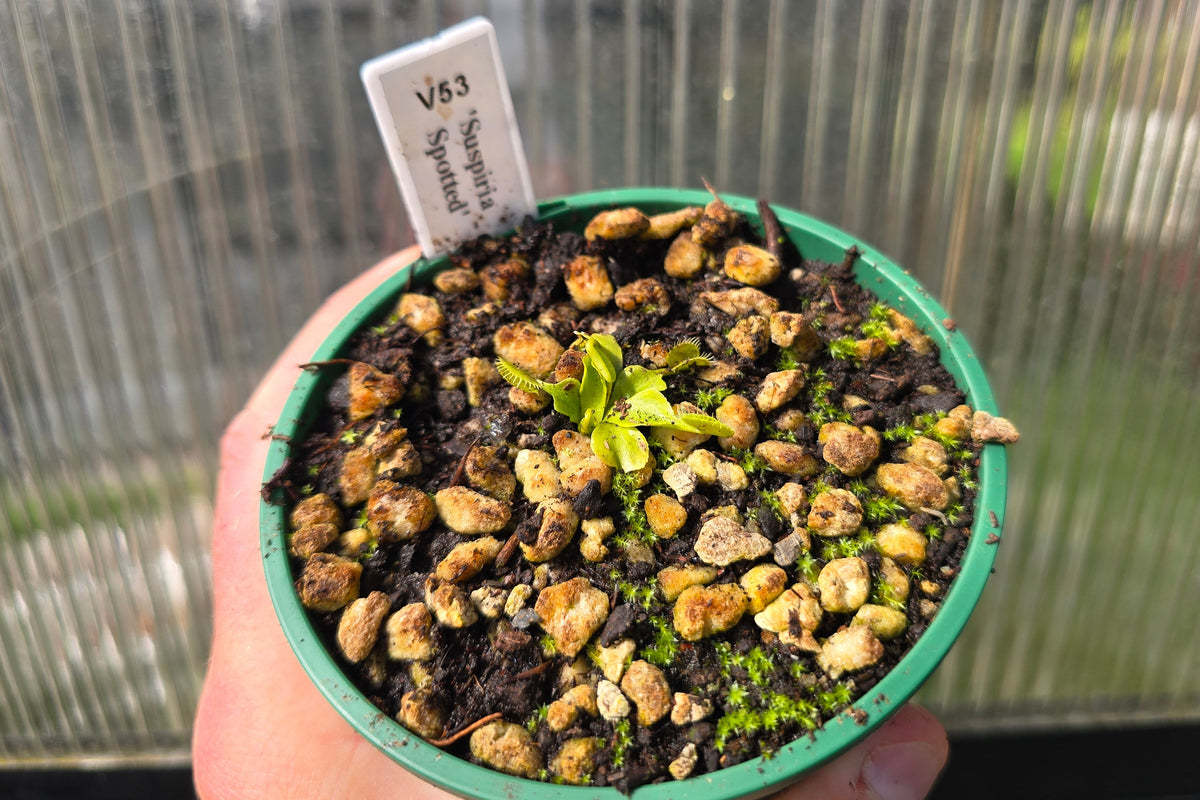Dionaea muscipula 'Suspiria Spotted' - Venus Fly Trap