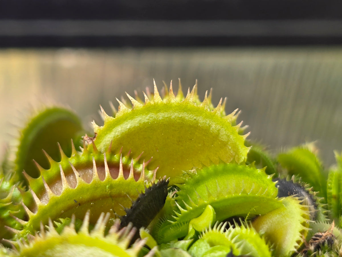 Dionaea muscipula 'Big Dracula' - Venus Fly Trap