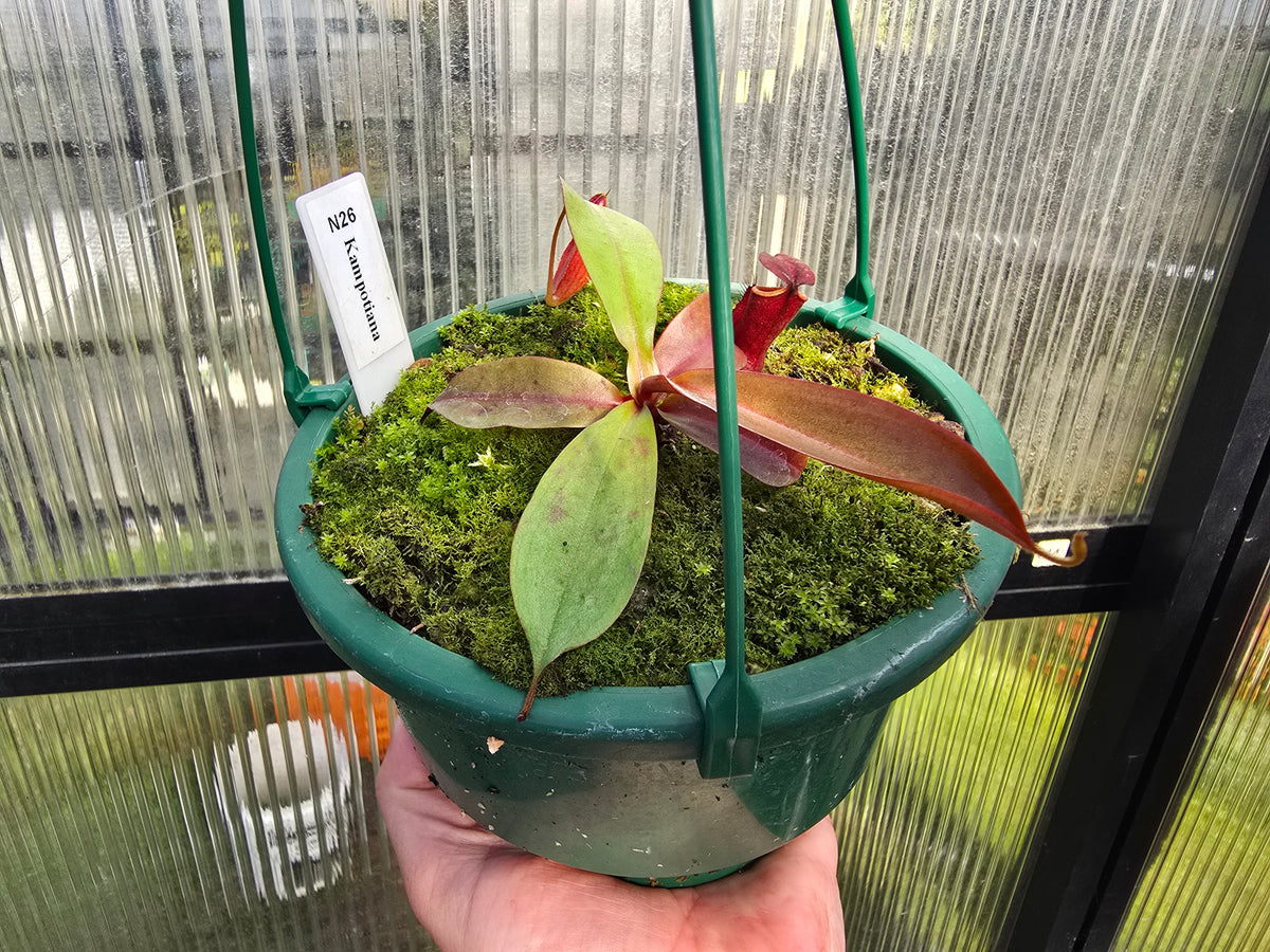 Nepenthes kampotiana - Intermediate Tropical Pitcher Plant