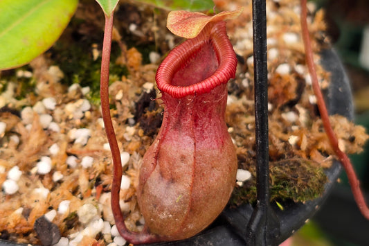 Nepenthes sibuyanensis x maxima  - Intermediate Tropical Pitcher Plant