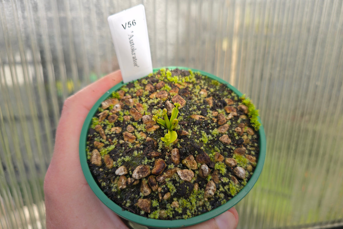 Dionaea muscipula 'Autokrator' - Venus Fly Trap