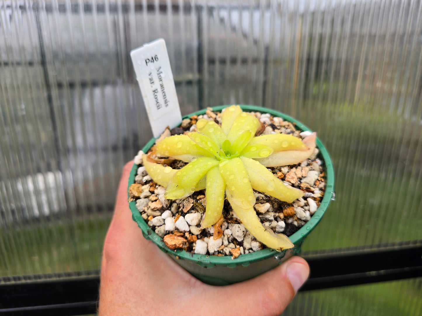 Pinguicula moranensis var. roseii - Mexican Butterwort