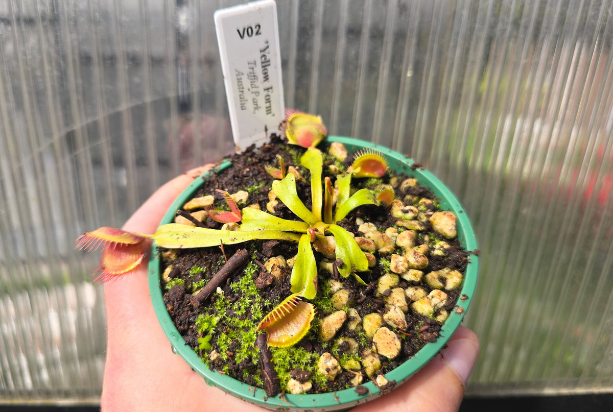 Dionaea muscipula 'Yellow Form' - Venus Fly Trap