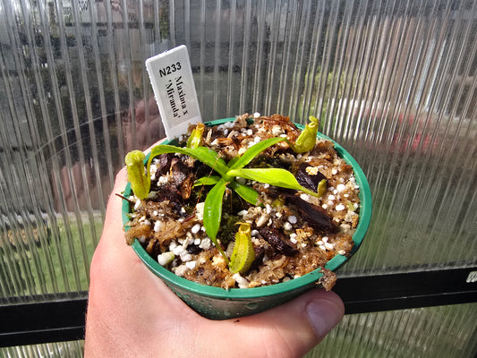 Nepenthes maxima x 'Miranda' - Intermediate Tropical Pitcher Plant
