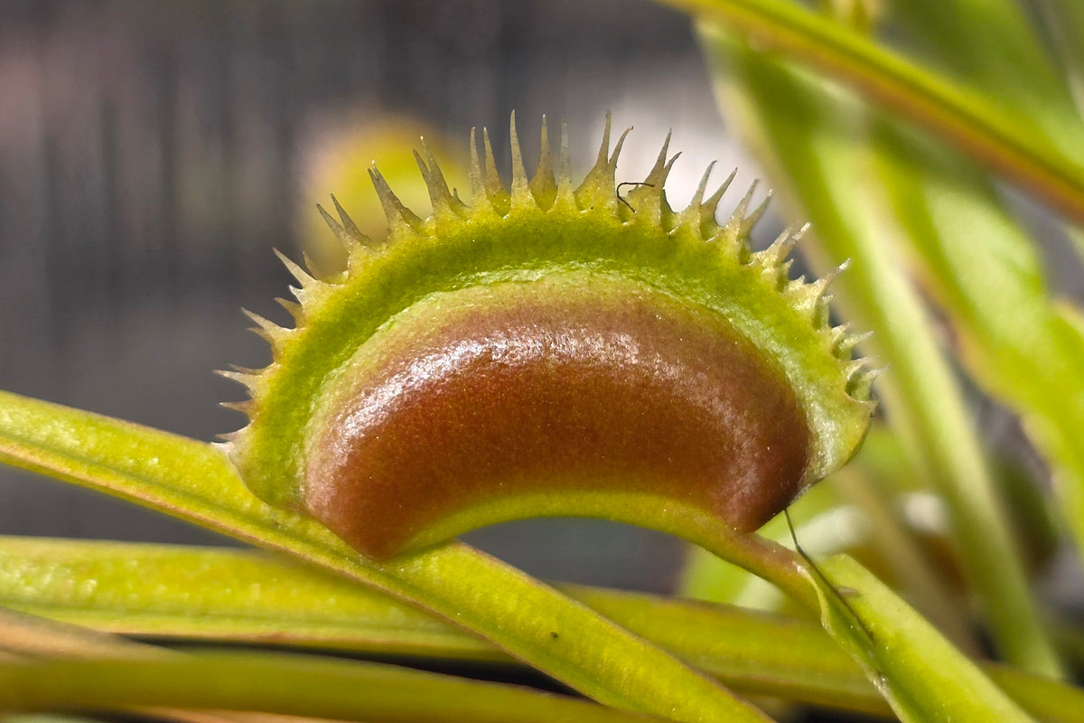 Dionaea muscipula 'Z11' x 'Shark Teeth' - Venus Fly Trap