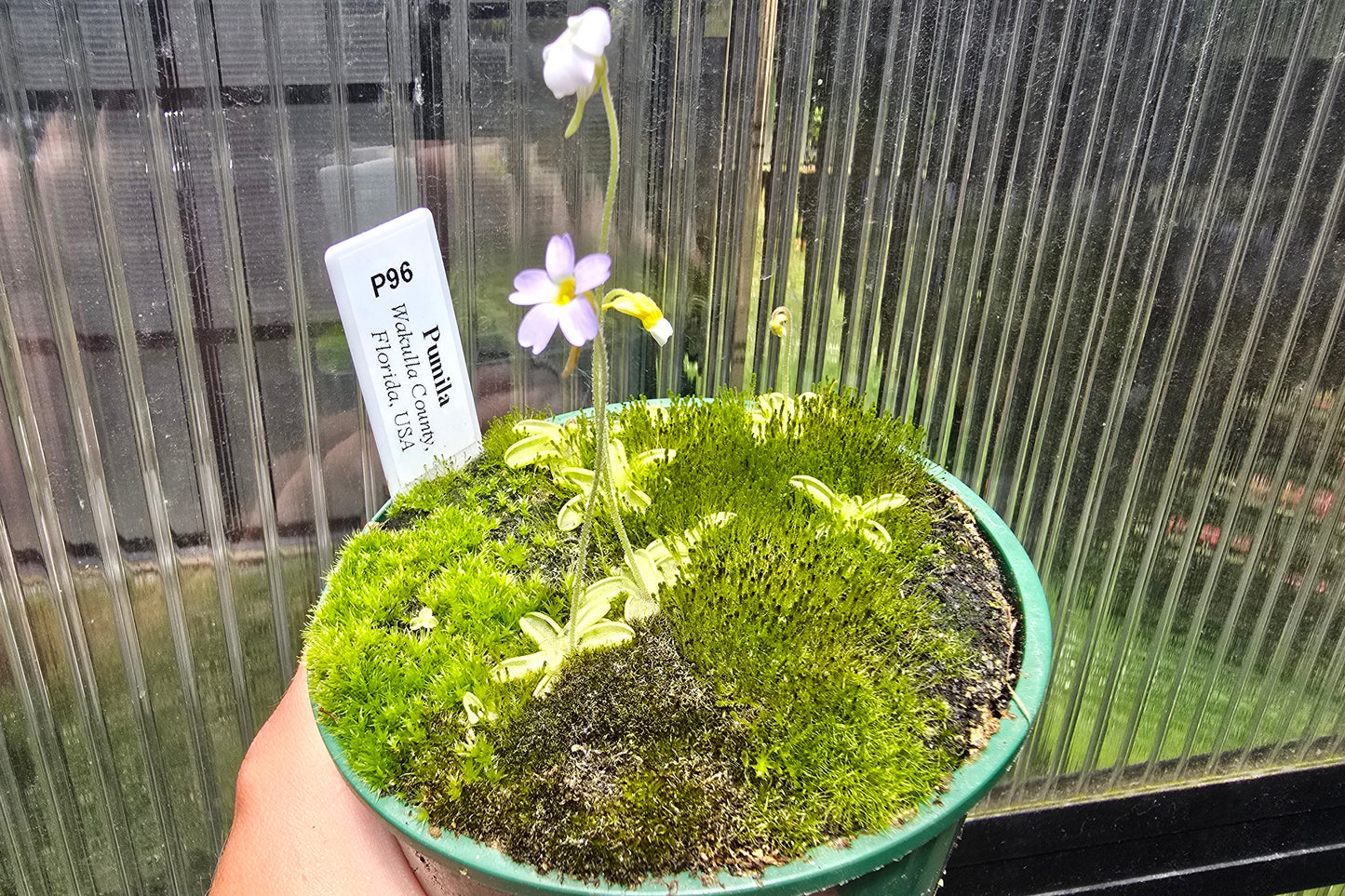Pinguicula pumila (Wakulla County, Florida, USA) - The Dwarf Butterwort