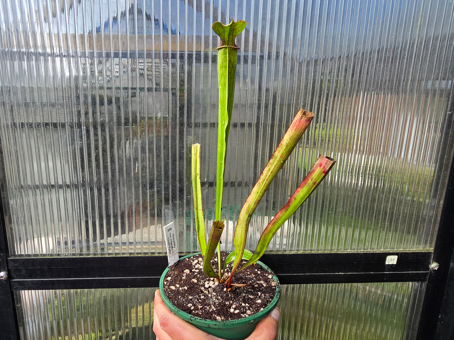 Sarracenia oreophila var. oreophila - 'Giant Form, Red Under Lid In Autumn' - Green Pitcher Plant