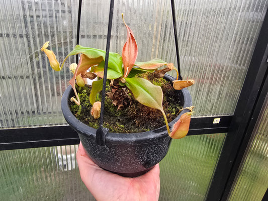 Nepenthes 'Hookeriana' 'Susan' - BE-3737 - Lowland Tropical Pitcher Plant