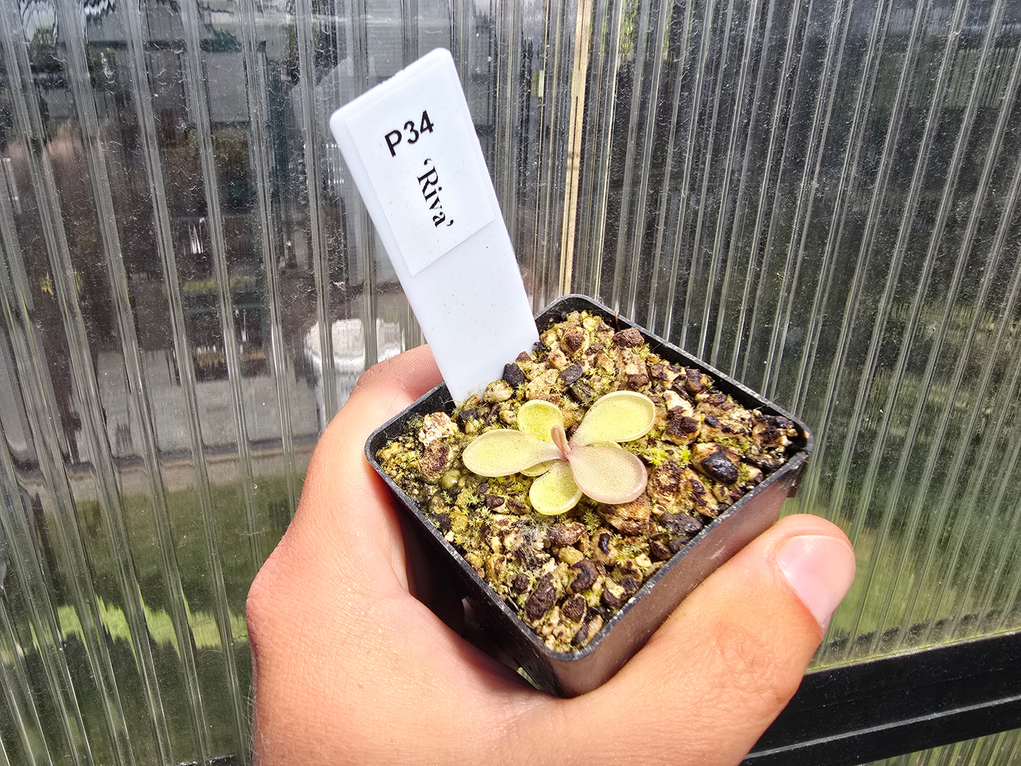 Pinguicula 'Riva' - Mexican Butterwort