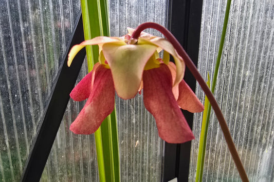 Sarracenia 'Formosa' - American Pitcher Plant