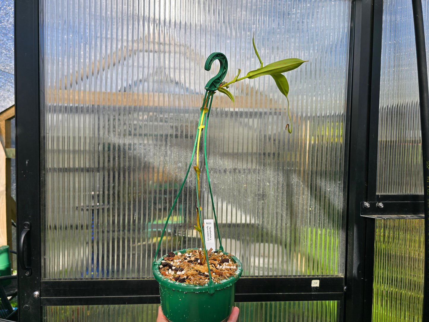 Nepenthes spathulata x spectabilis (Female) - Highland Tropical Pitcher Plant