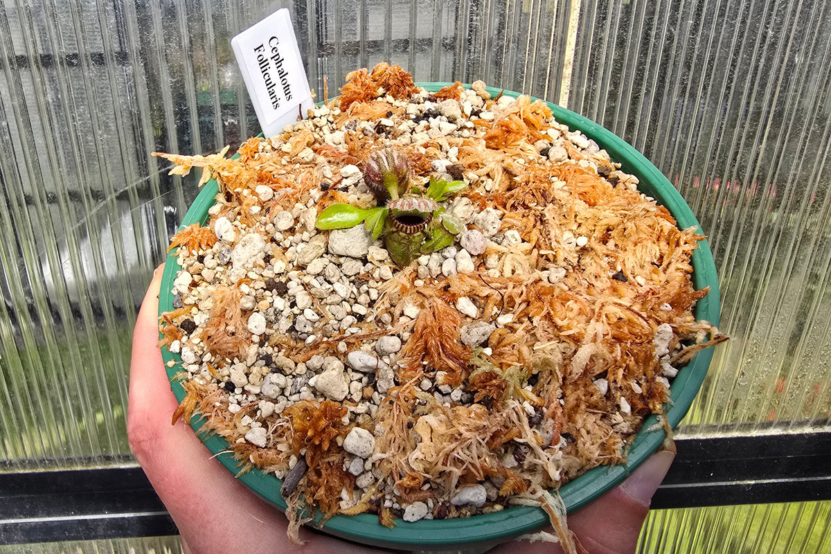 Cephalotus follicularis - Australian Pitcher Plant