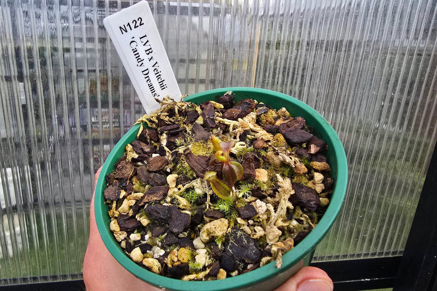 Nepenthes lvb x veitchii 'Candy Dreams' - Intermediate Tropical Pitcher Plant