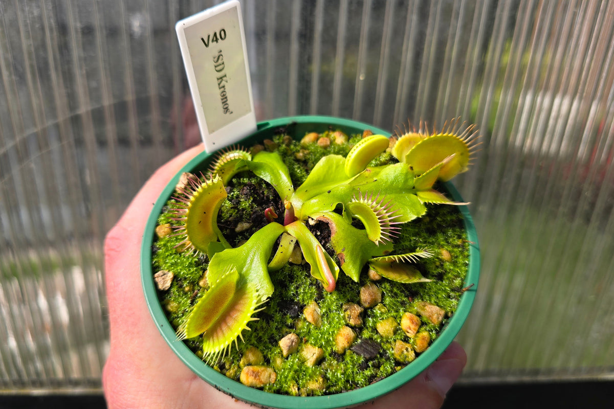Dionaea muscipula 'SD Kronos' - Venus Fly Trap