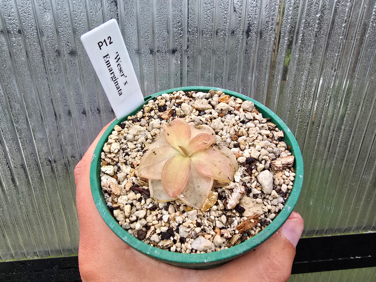 Pinguicula 'Weser' x emarginata - Mexican Butterwort