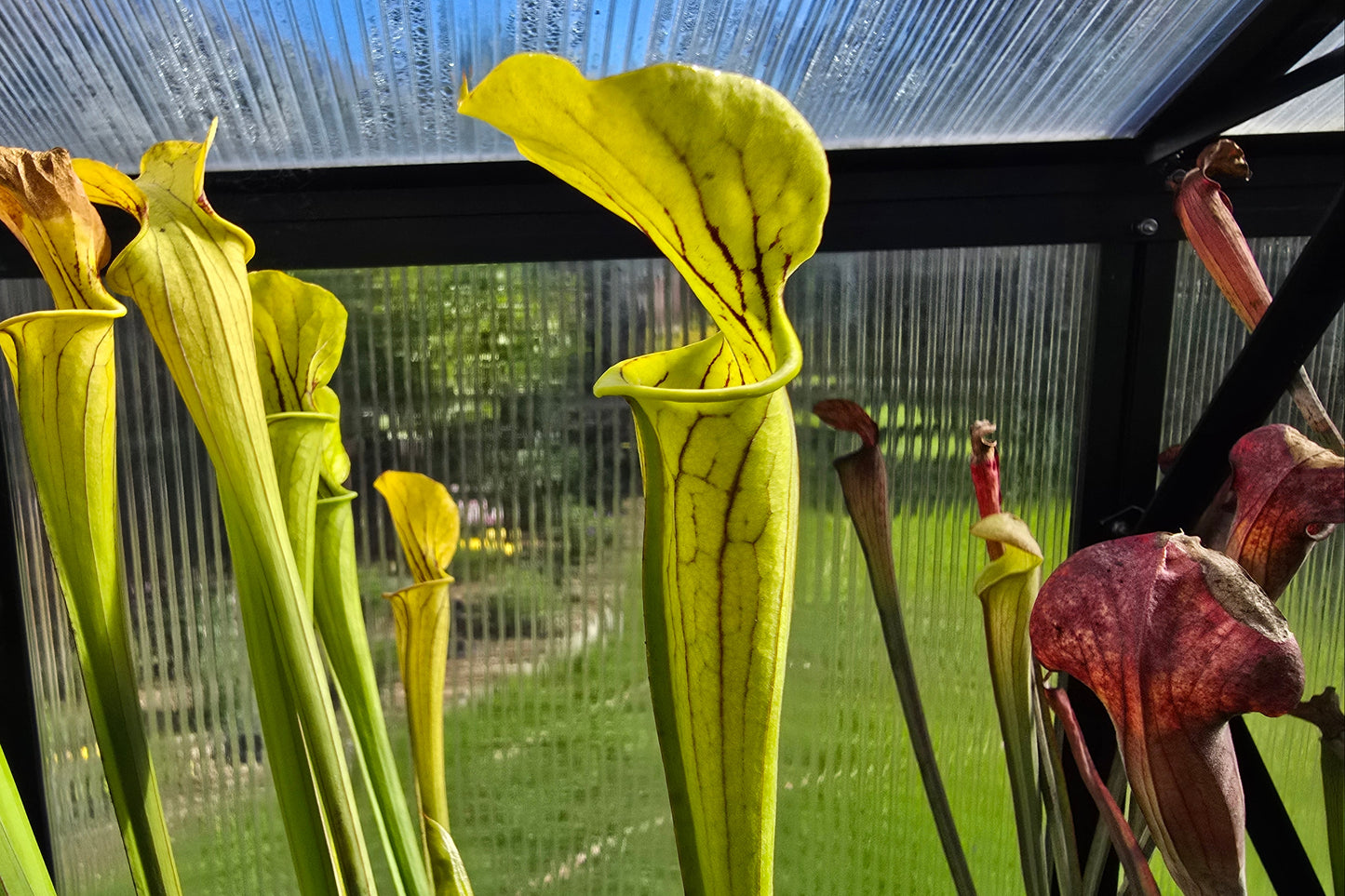 Sarracenia alata x oreophila (Texas, USA) - American Pitcher Plant