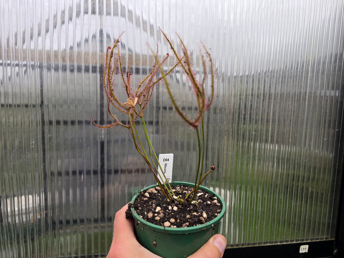 Drosera binata - Forked Sundew