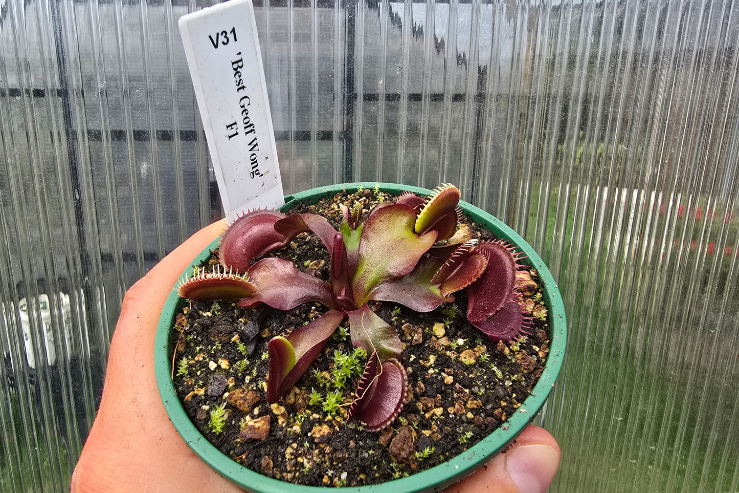 Dionaea muscipula 'Best Geoff Wong' F1 - Venus Fly Trap