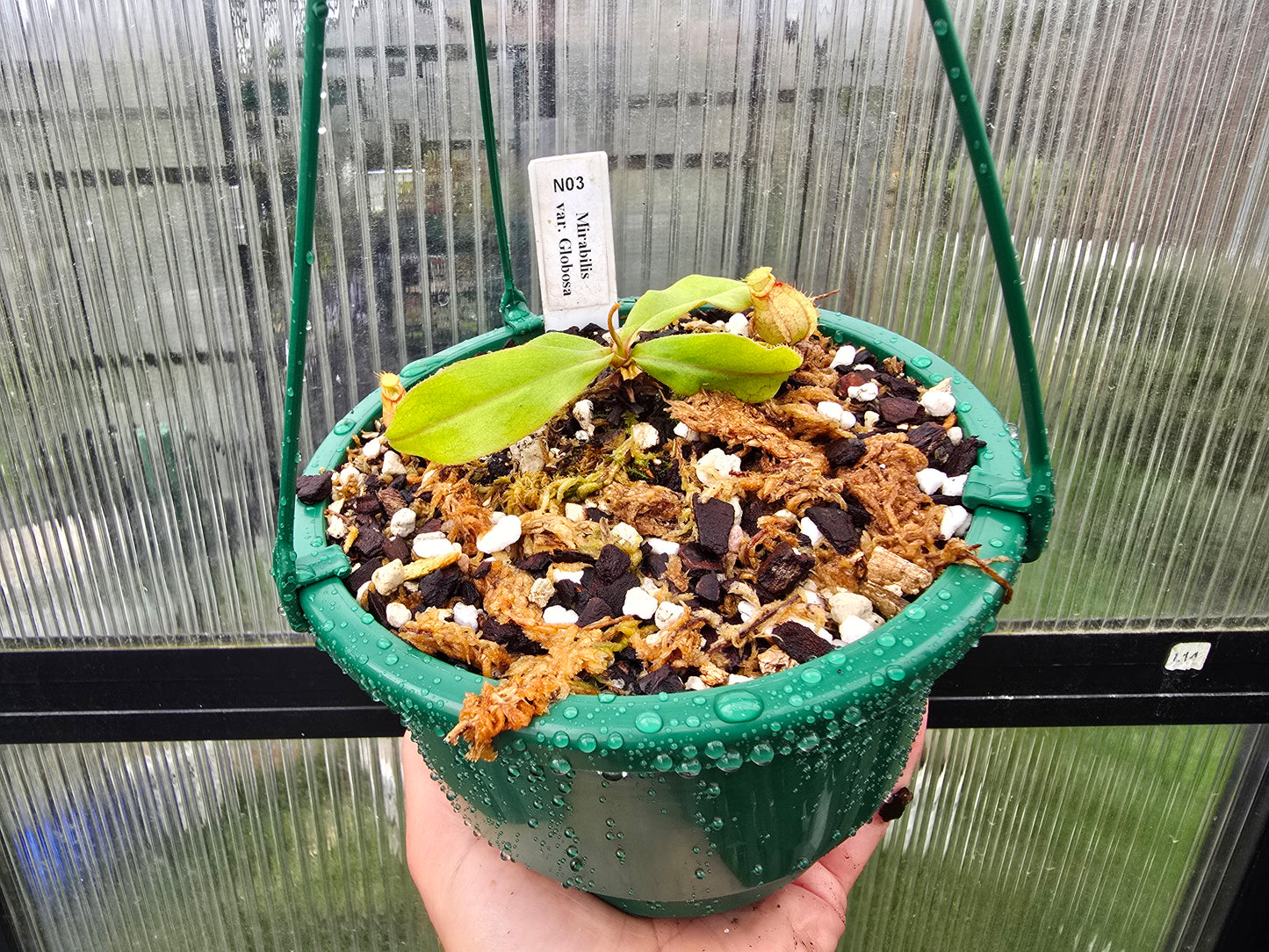 Nepenthes mirabilis var. globosa - Lowland Tropical Pitcher Plant