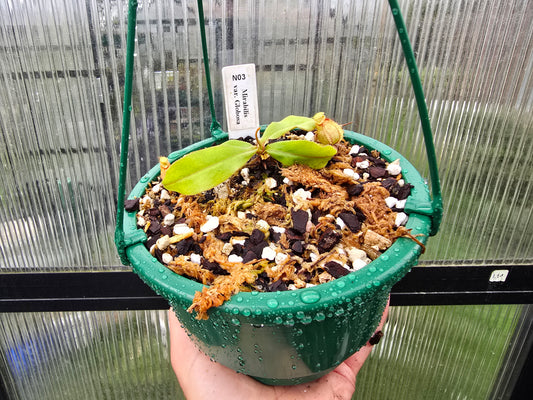 Nepenthes mirabilis var. globosa - Lowland Tropical Pitcher Plant