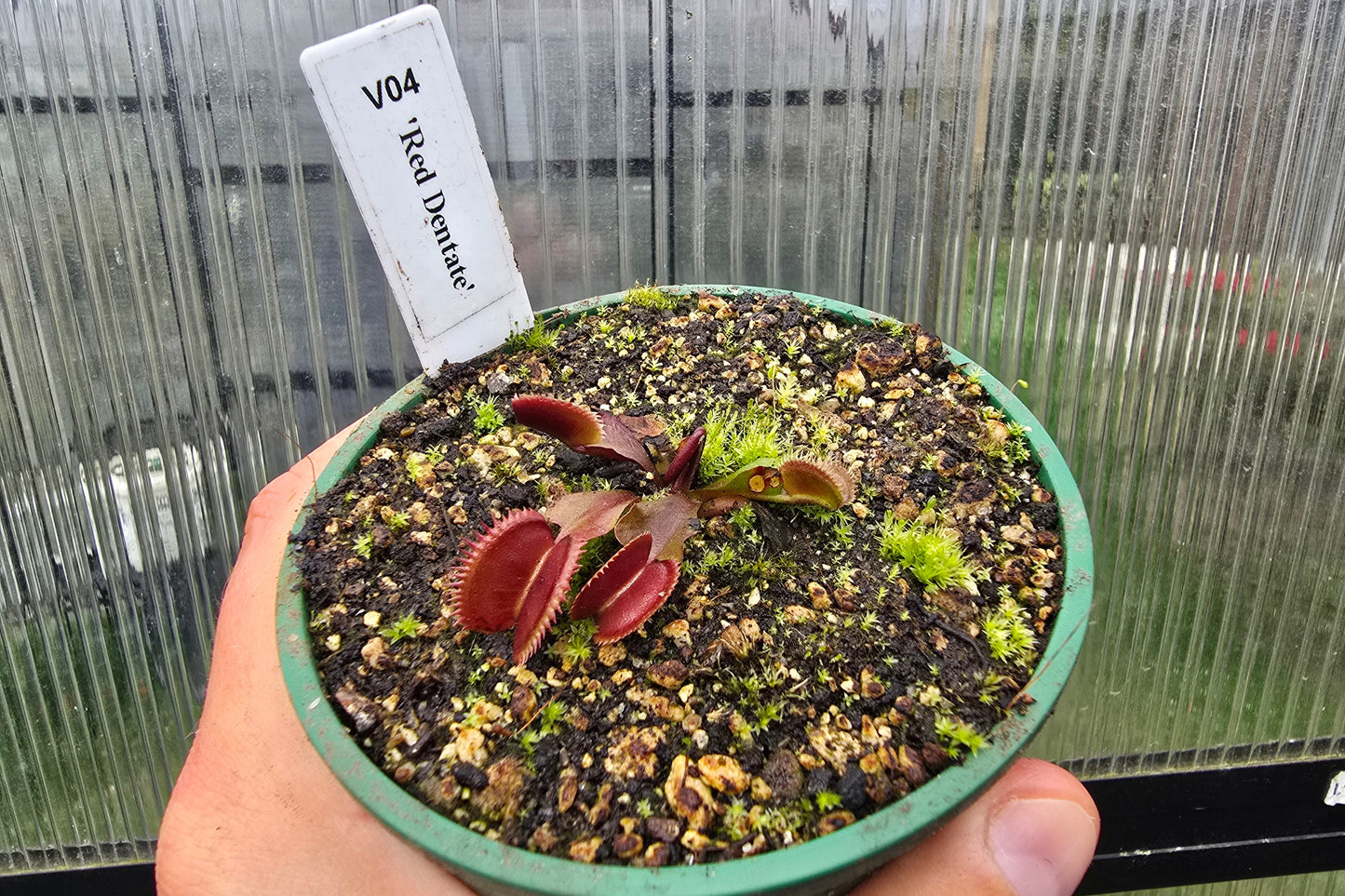 Dionaea muscipula 'Red Dentate' - Venus Fly Trap