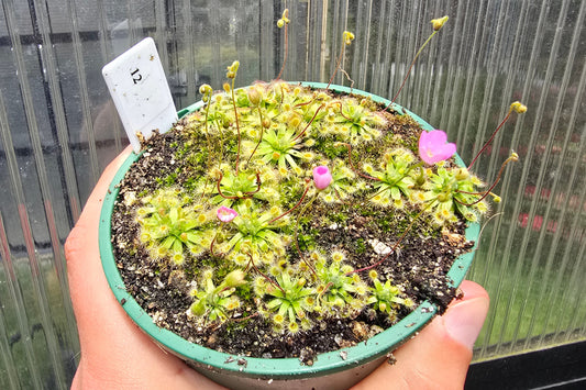 Gift Pack - Pygmy Drosera (Sundews)