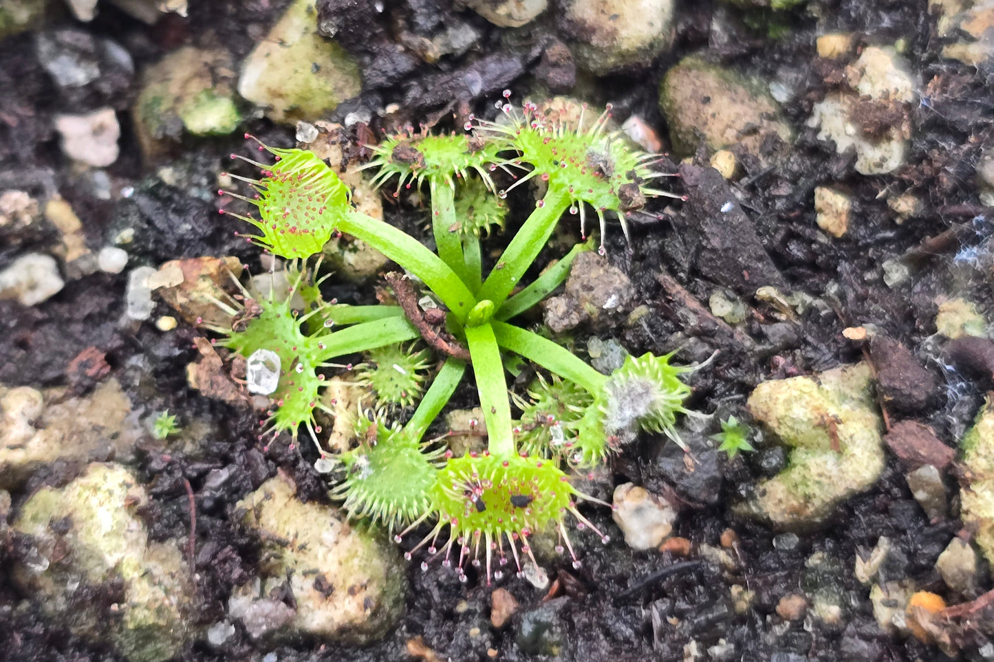 Drosera gunniana (Kaipara, Auckland, NZ) - Tuberous Sundew