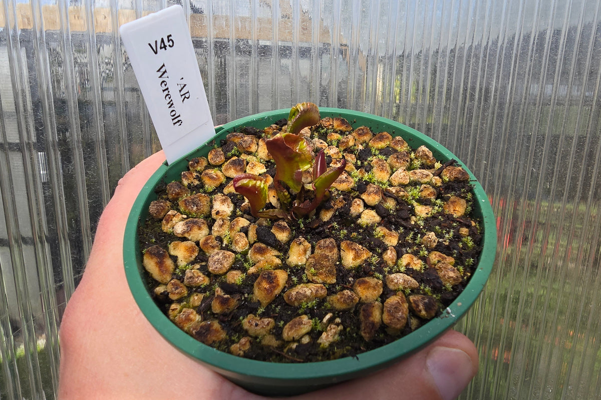 Dionaea muscipula 'AR Werewolf' - Venus Fly Trap