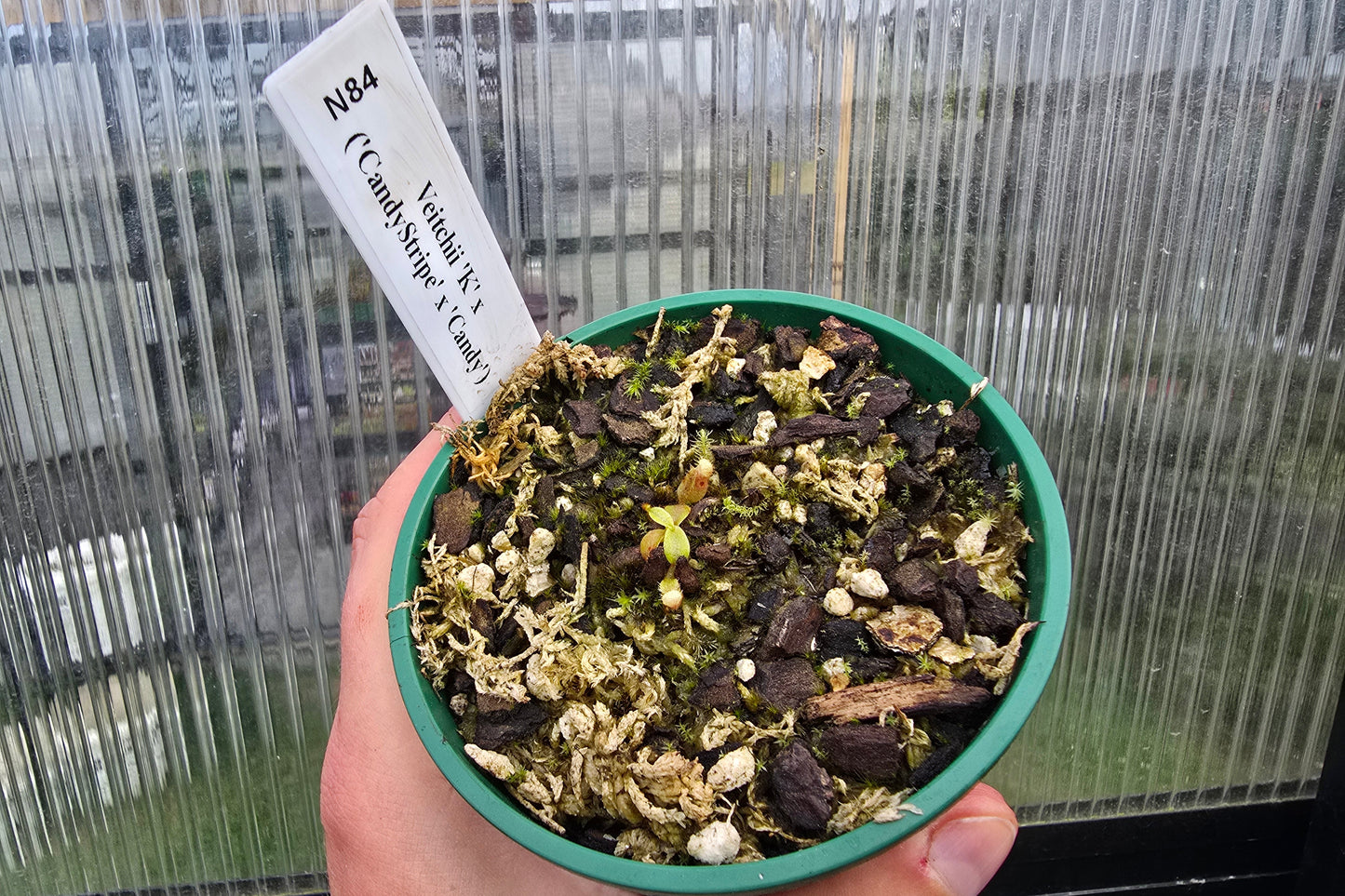 Nepenthes veitchii 'K' x ('CandyStripe' x 'Candy') - Intermediate Tropical Pitcher Plant