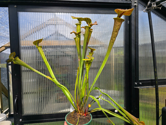 SEED - Sarracenia flava var. cuprea (Green Swamp, North Carolina, USA) - American Pitcher Plant - 10+ Per Packet