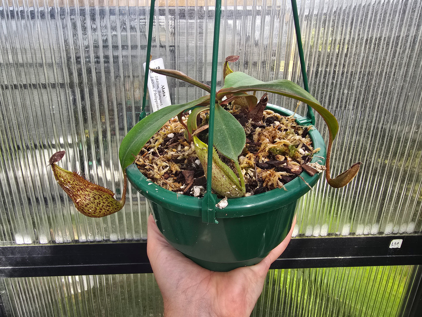Nepenthes alata - Red Speckled Form (Banquet, Luzon, Philippines) - Intermediate Tropical Pitcher Plant