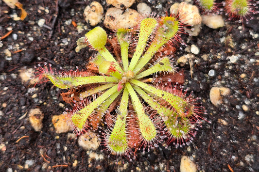 Drosera sp. Botswana (Okavango Delta, Botswana) - Sundew