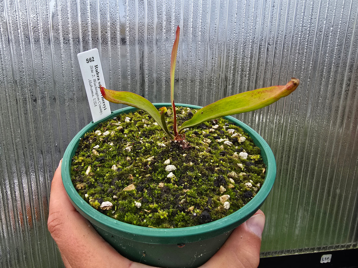 Sarracenia rubra ssp. wherryi (Washington County, Alabama, USA) - Sweet Pitcher Plant