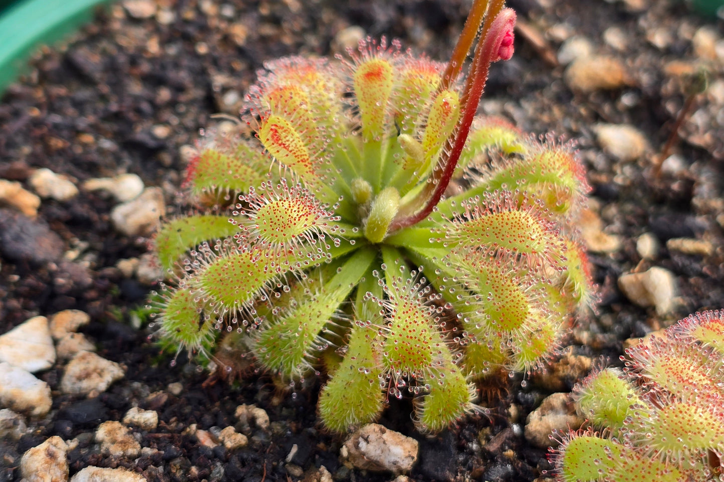 Drosera 'Snyderi' - Sundew