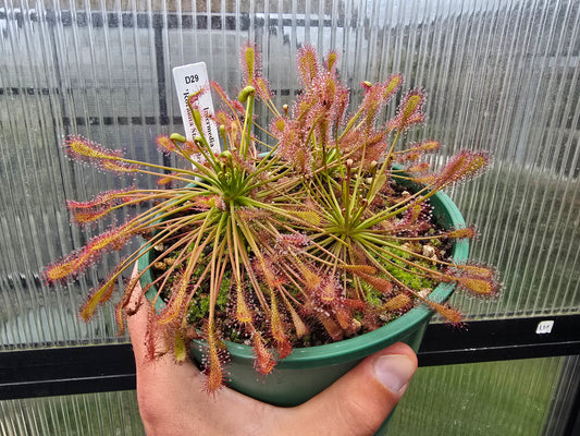 Drosera intermedia 'Carolina Giant' x 'Roraima State, Brazil' - The Oblong-leaved Sundew