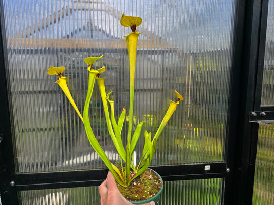 Sarracenia flava var. rugelii - American Pitcher Plant