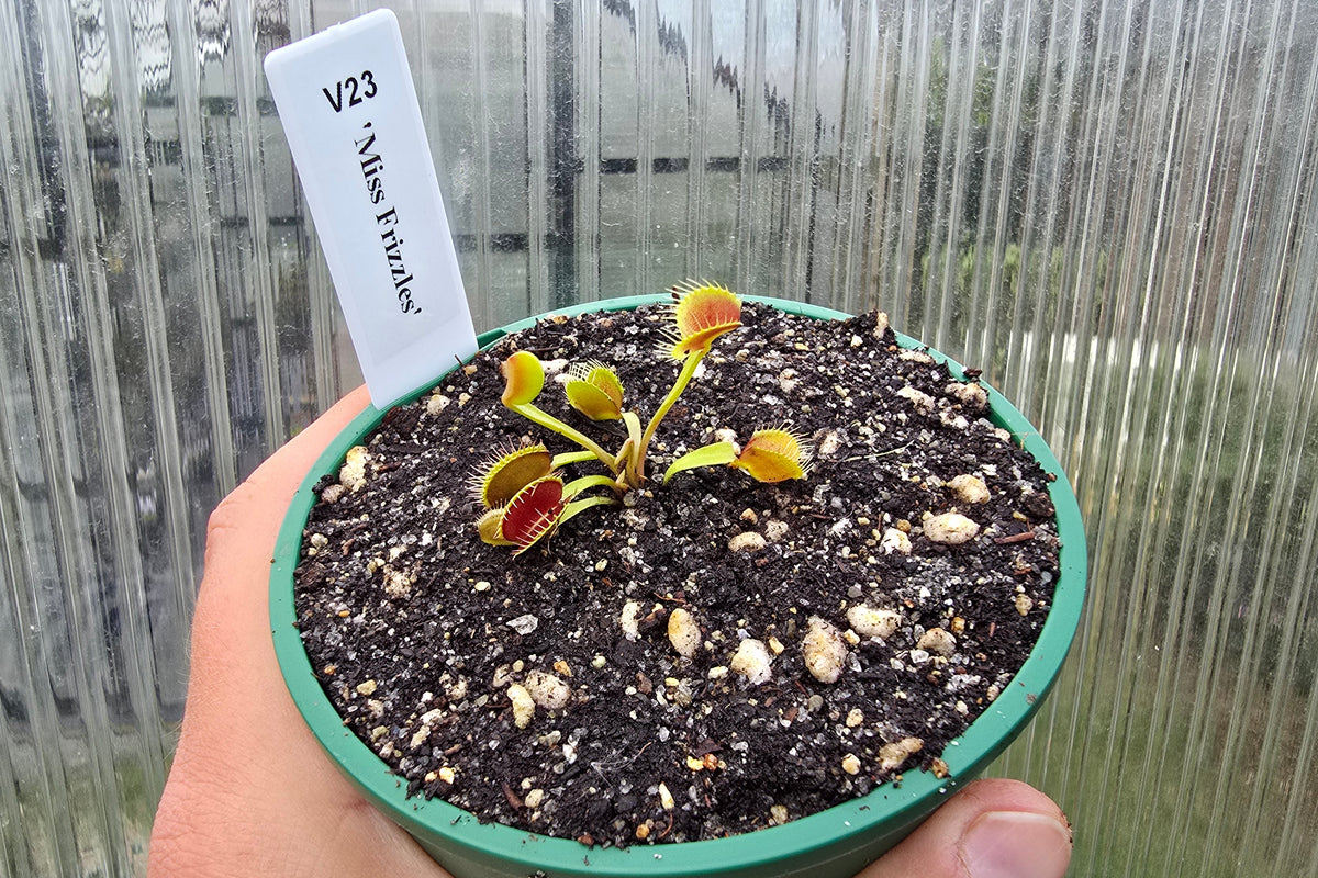Dionaea muscipula 'Miss Frizzles' - Venus Fly Trap