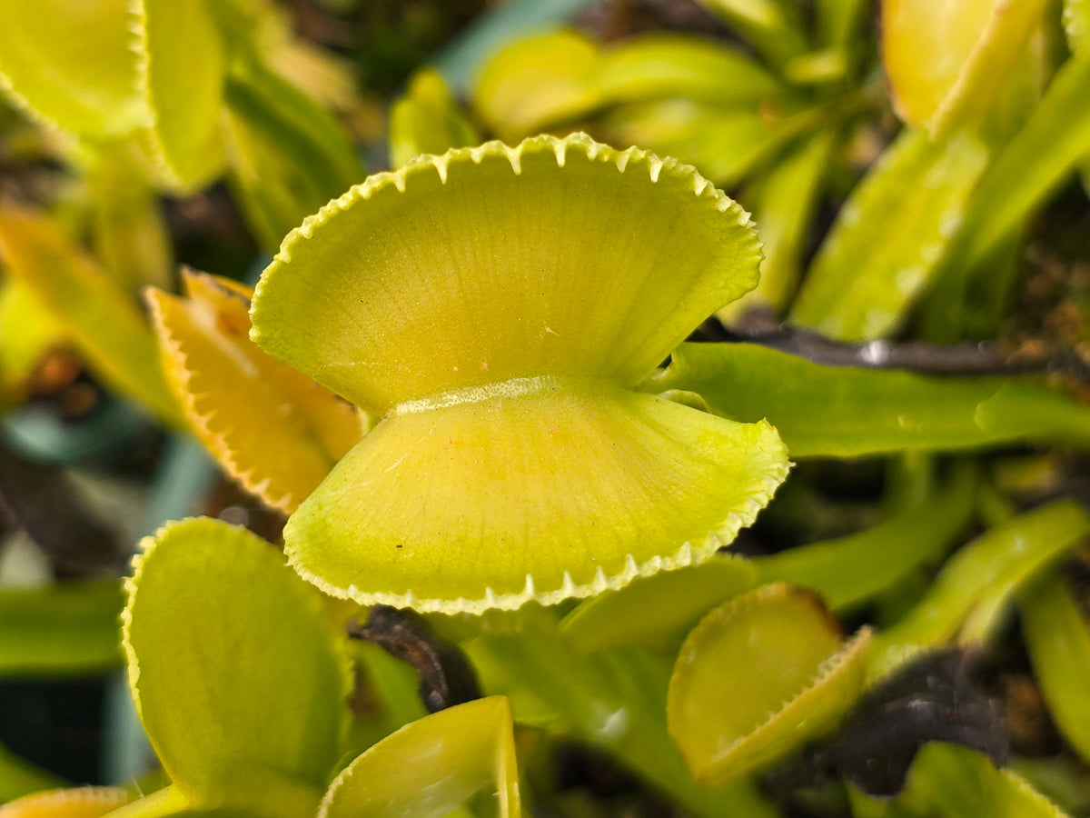Dionaea muscipula 'Pomelo' - Venus Fly Trap