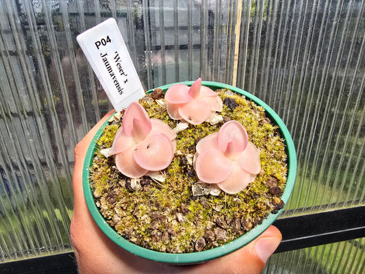 Pinguicula 'Weser' x jaumavensis -  Mexican Butterwort