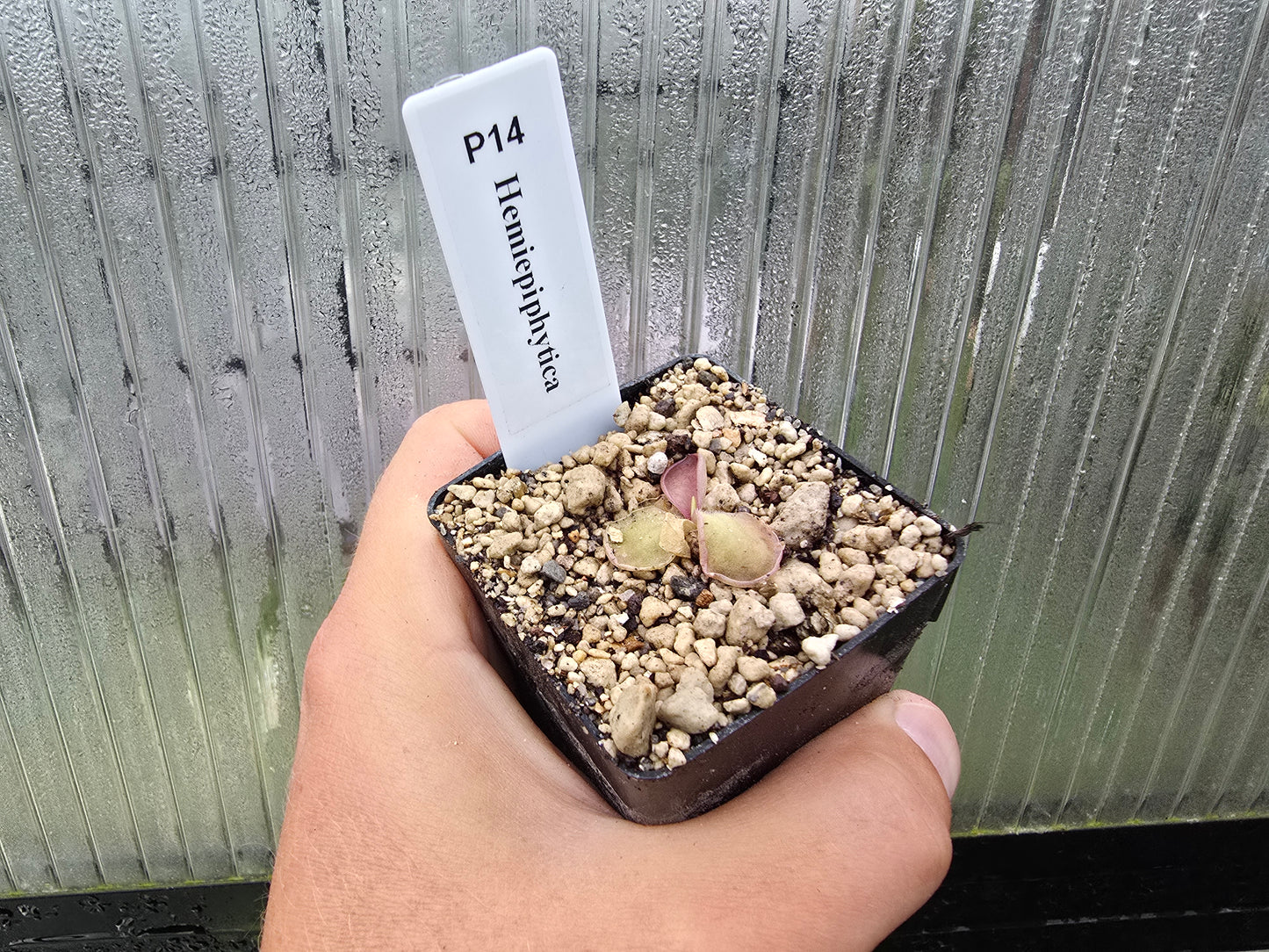 Pinguicula hemiepiphytica - Mexican Butterwort