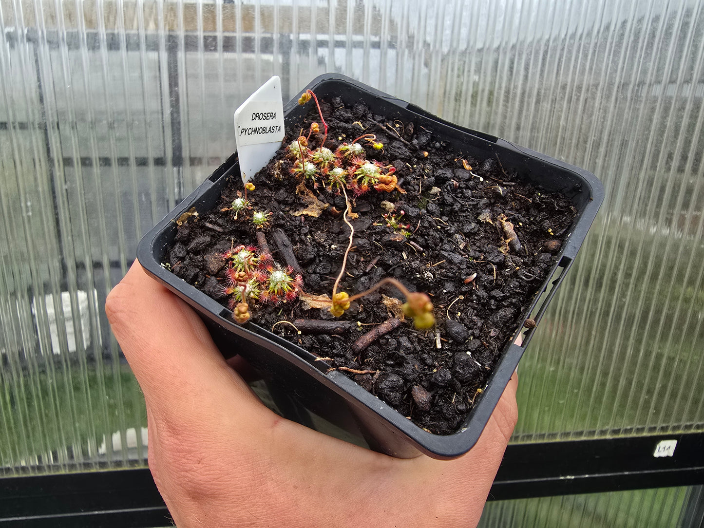 Drosera pycnoblasta - Pygmy Sundew