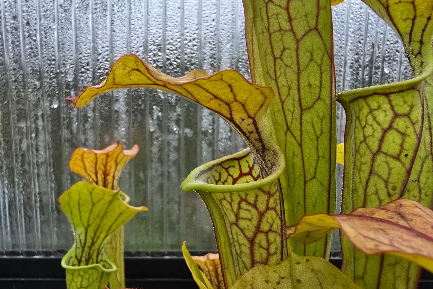 Sarracenia oreophila var. ornata (DeKalb County, Georgia, USA) - Green Pitcher Plant