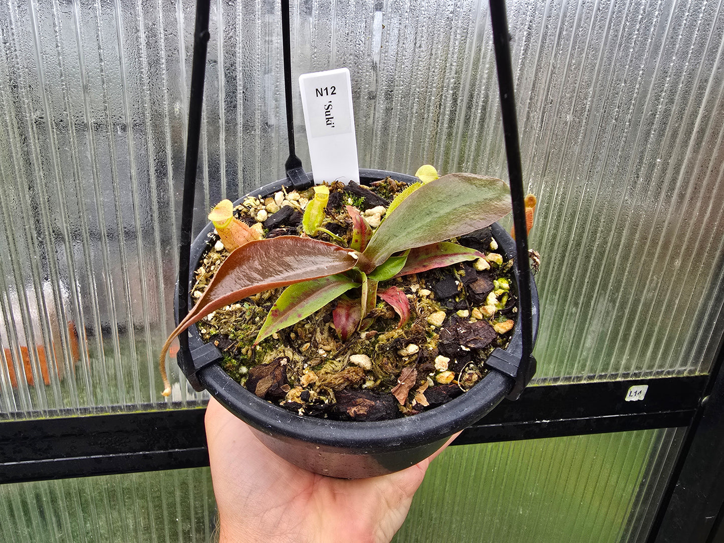 Nepenthes 'Suki' - BE-3819 - Intermediate Tropical Pitcher Plant