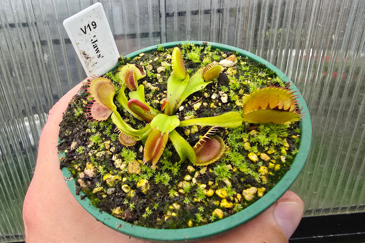 Dionaea muscipula 'Jaws' - Venus Fly Trap